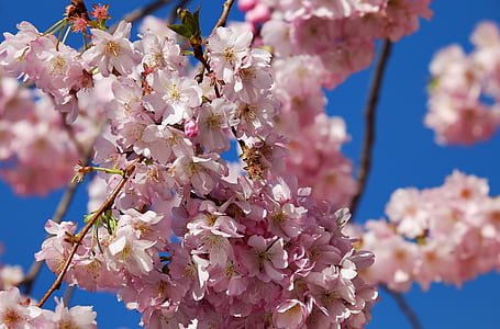 selective focus photography of pink flowers thumbnail