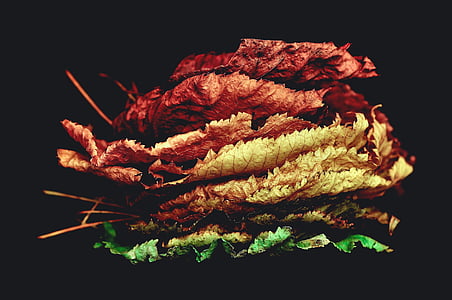 brown and green leaf on black surface thumbnail