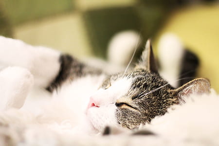 selective photo of brown tabby cat thumbnail