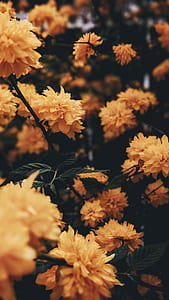 close up photo of yellow peonies in bloom thumbnail