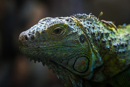 Shallow Focus Photo of Teal, Yellow, and Gray Bearded Dragon thumbnail
