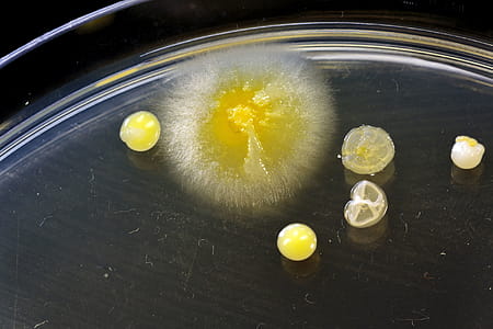 Different shaped colonies of bacteria, yeast and mold growing on agar plates from enviromental samples. thumbnail