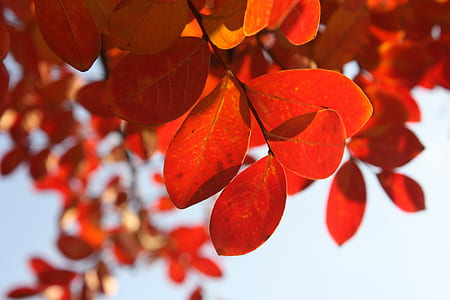 selective focus photo of red leaf thumbnail