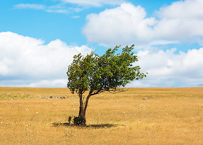 green tree under cloudy sky during daytime thumbnail