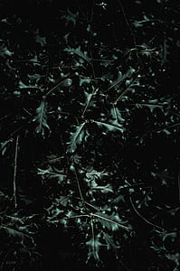 closeup photo of green leafed plants thumbnail
