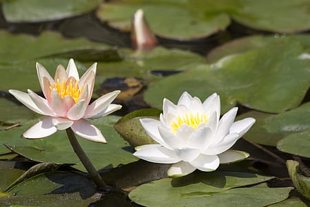 white lotus flower thumbnail