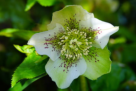 close-up photography of white and green petaled flower thumbnail
