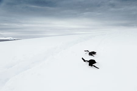 two penguins on snow near thumbnail