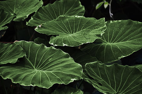 green taro leaves thumbnail
