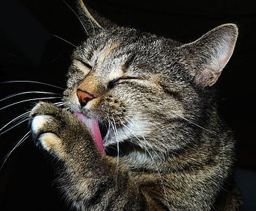 brown Tabby cat thumbnail