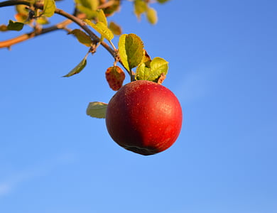 unpicked ripe apple thumbnail