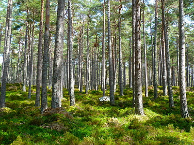 photography of green trees during daytime thumbnail