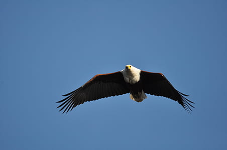 bald eagle on sky thumbnail