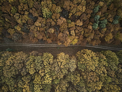 aerial view of straight road and trees thumbnail