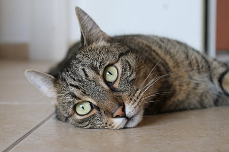 gray and brown tabby cat on floor thumbnail