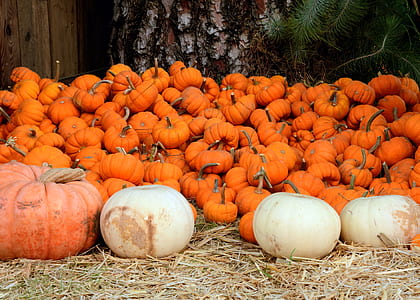 pumpkins on ground beside tree thumbnail