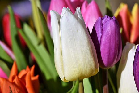 shallow focus photography of flowers thumbnail