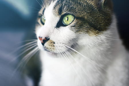 Close Up Photography of Brown Tabby Cat thumbnail