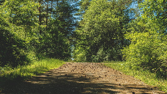 nature, forest, trees, grass thumbnail