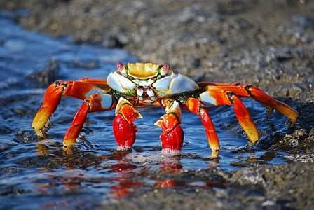 orange crab on seashore during daytime thumbnail