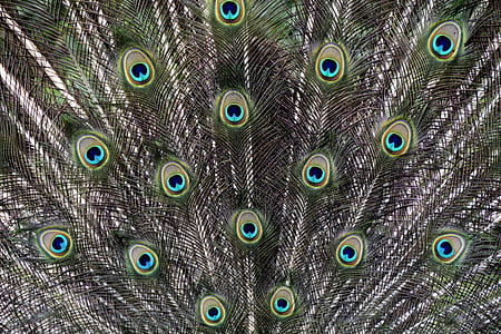 gray peacock feathers thumbnail
