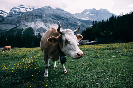 brown and white cattle on green grass field thumbnail