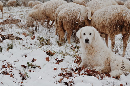 medium short-coated white dog on snow covered area thumbnail