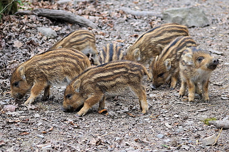 brown piglets thumbnail