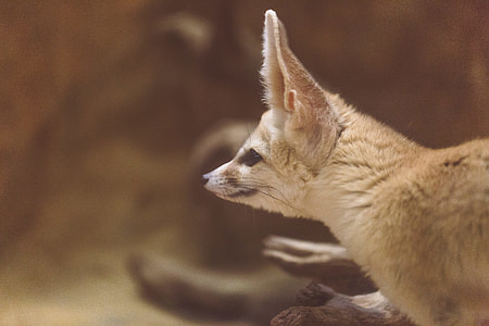 photo of long-eared fox thumbnail