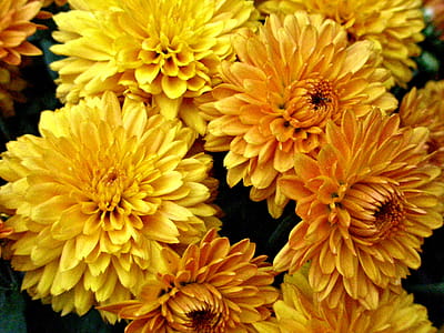 Beautiful gold pompon fall-blooming chrysanthemum thumbnail