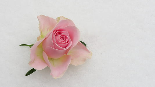 pink rose bud thumbnail