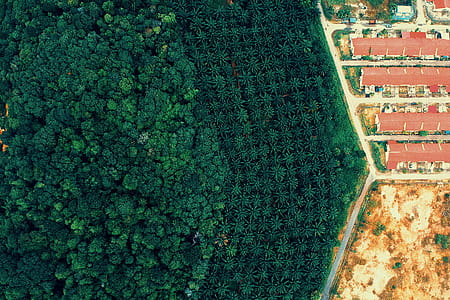 Aerial Photography Of Forest And Houses thumbnail