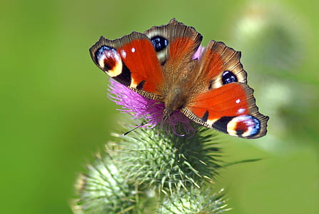 peacock butterfly on purple petaled flower thumbnail