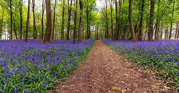 purple flower field thumbnail