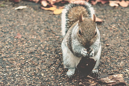 brown and white squirrel holding dried leaf thumbnail