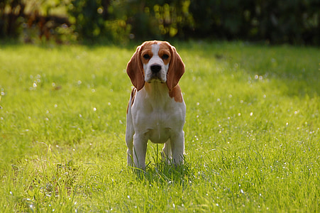 white and brown Beagle on grass field thumbnail