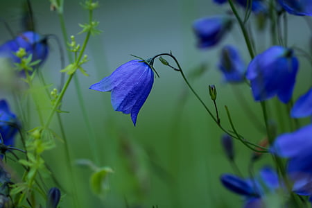 selective focus photography of purple flower thumbnail