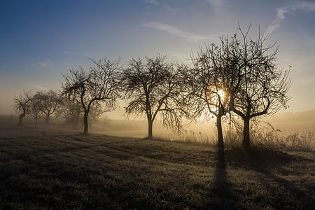 bare trees on gray soil during sunset thumbnail