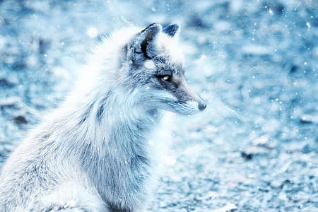 cold, snow, art, winter thumbnail