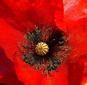 close up photo of red petaled flower thumbnail