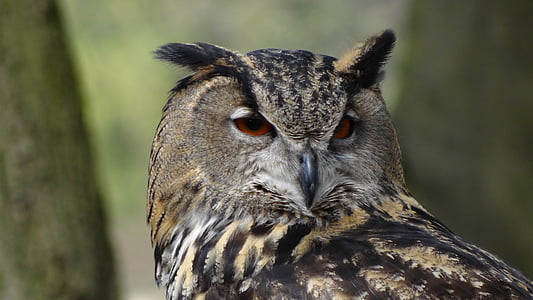 brown owl in shallow focus shot thumbnail