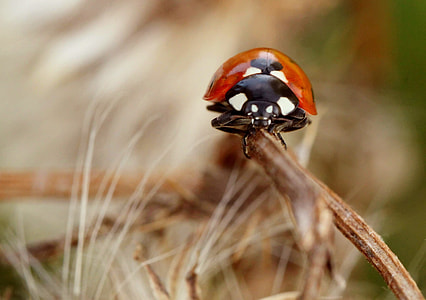 lady bug on top of brown stick thumbnail