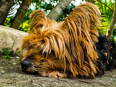 Yorkshire sleeping on soil thumbnail