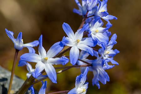 white-and-purple glory of the snow flowers in close-up photography thumbnail