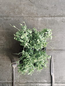 Green Leaf Vegetable on Black Container Near Gray Fork and Knife thumbnail