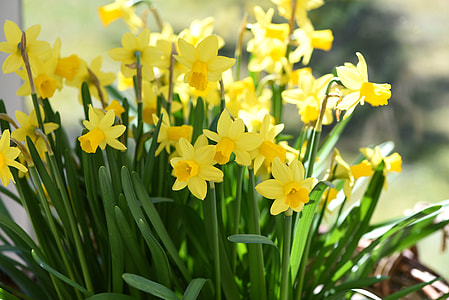 closeup photography of yellow daffodil flowers thumbnail
