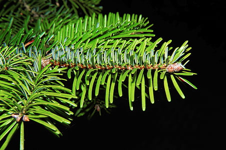 close-up photography of green leaf plant thumbnail