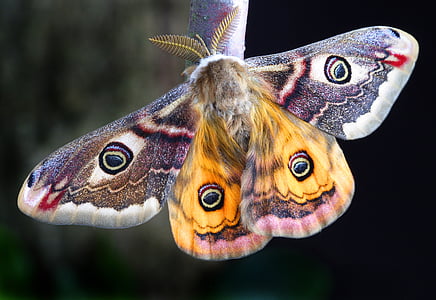 selective focus photography of moth thumbnail
