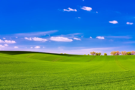 green grass field near trees thumbnail
