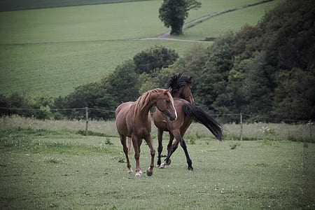 two horses on grass field thumbnail